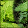 http://wildwarriors.narod.ru/articles/herbs/mint_nettle.jpg