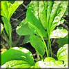 http://wildwarriors.narod.ru/articles/herbs/plantain.jpg