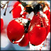 http://wildwarriors.narod.ru/articles/herbs/rowan_berries.jpg