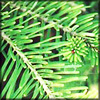 http://wildwarriors.narod.ru/articles/herbs/spruce_prickles.jpg