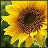 http://wildwarriors.narod.ru/articles/herbs/sunflower.jpg