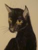 Коты-Воители. Чёрная кошка by Аня